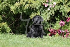 Retriever - Black Labrador