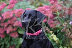 Retriever - Black Labrador