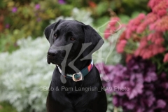 Retriever - Black Labrador