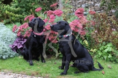 Retriever - Black Labrador