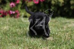Retriever - Black Labrador