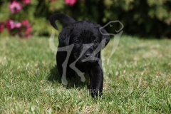 Retriever - Black Labrador