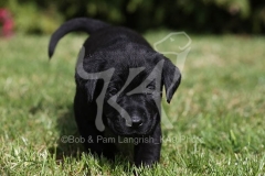 Retriever - Black Labrador