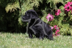 Retriever - Black Labrador
