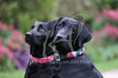 Retriever - Black Labrador
