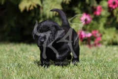 Retriever - Black Labrador