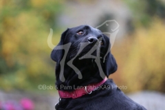 Retriever - Black Labrador