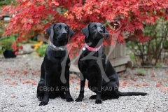 Retriever - Black Labrador