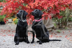 Retriever - Black Labrador