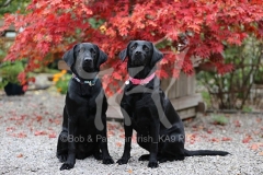 Retriever - Black Labrador