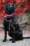 Retriever - Black Labrador