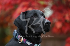 Retriever - Black Labrador