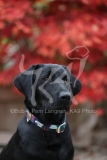 Retriever - Black Labrador