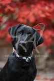 Retriever - Black Labrador