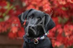 Retriever - Black Labrador