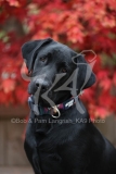 Retriever - Black Labrador