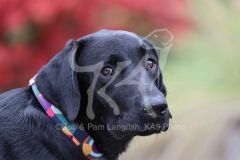 Retriever - Black Labrador