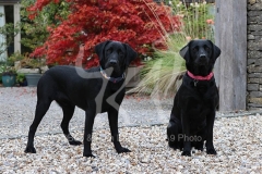 Retriever - Black Labrador