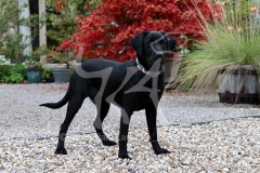 Retriever - Black Labrador