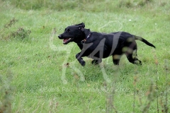 Retriever - Black Labrador