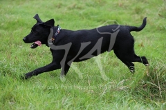 Retriever - Black Labrador