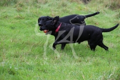 Retriever - Black Labrador
