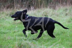 Retriever - Black Labrador
