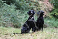 Retriever - Black Labrador
