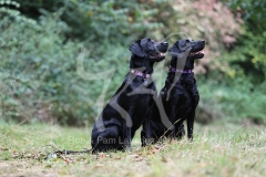 Retriever - Black Labrador