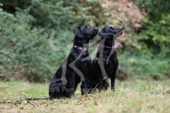 Retriever - Black Labrador