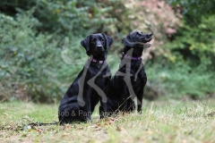 Retriever - Black Labrador
