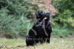 Retriever - Black Labrador