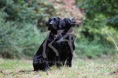 Retriever - Black Labrador