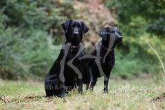 Retriever - Black Labrador