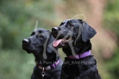 Retriever - Black Labrador