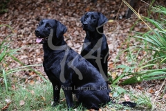 Retriever - Black Labrador