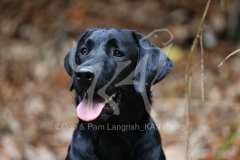 Retriever - Black Labrador