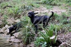 Retriever - Black Labrador