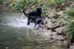 Retriever - Black Labrador