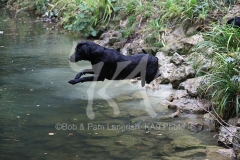 Retriever - Black Labrador