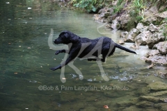 Retriever - Black Labrador