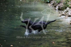 Retriever - Black Labrador