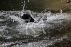 Retriever - Black Labrador