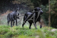 Retriever - Black Labrador