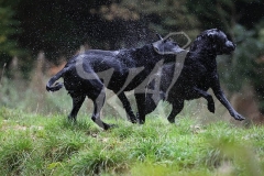 Retriever - Black Labrador