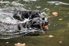 Retriever - Black Labrador