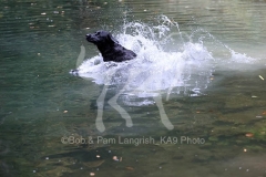 Retriever - Black Labrador
