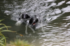 Retriever - Black Labrador