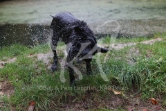 Retriever - Black Labrador