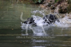 Retriever - Black Labrador